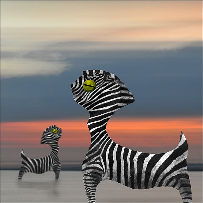 Zebra  2012